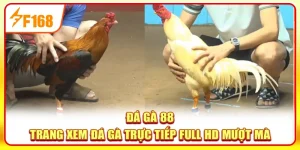 Đá gà 88