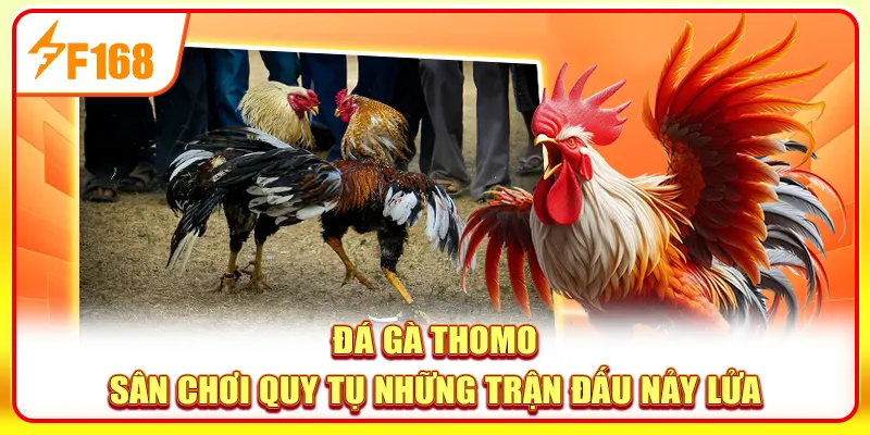 Đá gà Thomo