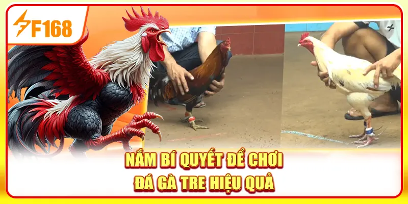 Những thể thức đá gà tre được nhiều người yêu thích
