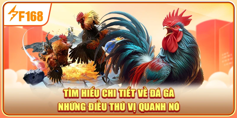 Tìm hiểu chi tiết về đá gà - những điều thú vị quanh nó
